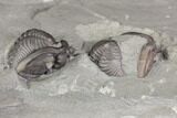 Two Enrolled Flexicalymene Trilobites - Mt Orab, Ohio #85395-3